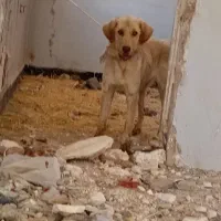 پژدر ماده|سگ|دهگلان, |دیوار