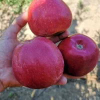 فروش عمده نهال صنوبر یک تا سه ساله|خدمات باغبانی و درختکاری|پارسآباد, |دیوار