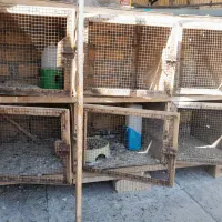 قفس جفتگاه|لوازم جانبی حیوانات|شیراز, شهرک صادقیه|دیوار