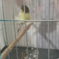 قناری ماده فر آماده اماده|پرنده|شاهدشهر, |دیوار