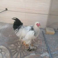 مرغ و خروس برهما