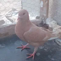 کبوتر پرشی نر
