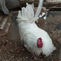 خروس گلین چهل تاج ریش