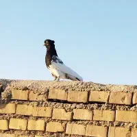 دو عدد رنگی نر|پرنده|اهواز, کوی طالقانی|دیوار