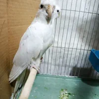 عروس هلندی البینو کار داده