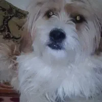 فروش سگ خانگی تریر