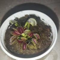 گل حشره خوار