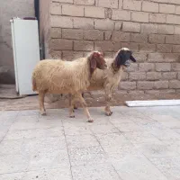 اهواز حمیدیه