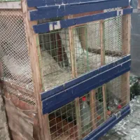 جفتگا کبوتر'