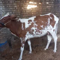 گاو باگوساله