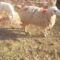 میش تقلی درجه ی یک با بره ی تخمی