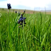 باغ ۳۵۰۰ متری هریس