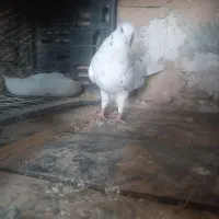 کبوتر نر کاشونی