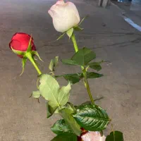 سیم کارت 09133724887