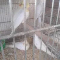 عروس هلندی البینو ولوتینو|پرنده|ابهر, |دیوار