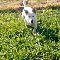 پاپی 4 ماهه گوش تیز|سگ|تربت‌حیدریه, قاسم آباد|دیوار