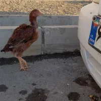 یک عدد خروس لاری با مرغ لاری به فروش میرسد