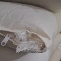 چهار عدد بالشت پر