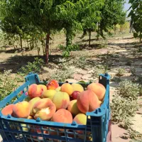باغ هزار متری فول امکانات سیمین زاغه|فروش زمین و ملک کلنگی|بهار, |دیوار
