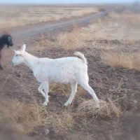 یک عدد کولار سانن|حیوانات مزرعه|گناباد, |دیوار