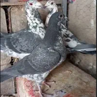 بزک سیاه آلمان خالص