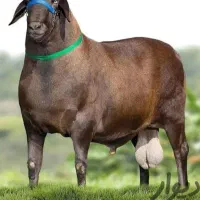 گوسفندزنده قزوین|حیوانات مزرعه|قزوین, |دیوار