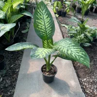 گل دیفن باخیا