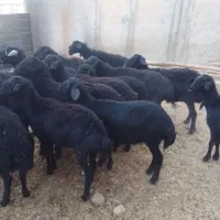 گوسفندجوان‌قره‌قزل|حیوانات مزرعه|شاهین دژ, |دیوار