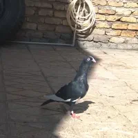 کفتر
