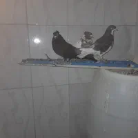 باسلام 6عددکبوترخوب زیرقیمت|پرنده|شیراز, گویم|دیوار