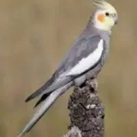 عروس هلندی گمشده