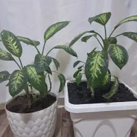 گل دیفن سالم