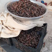 خرمای گنطاردرجه 1 بسته بندی شده|خوردنی و آشامیدنی|اهواز, ملاشیه|دیوار