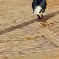 سوسنگرد|پرنده|سوسنگرد, |دیوار