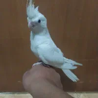 طوطی عروس هلندی