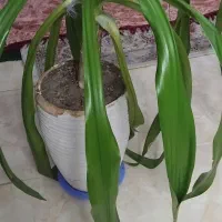 گل طبیعی|گل و گیاه طبیعی|اصفهان, خواجه عمید|دیوار