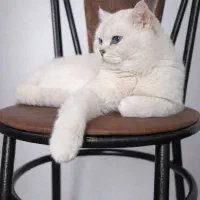 بریتیش چشم آبی استثنایی نر،جفت یابی