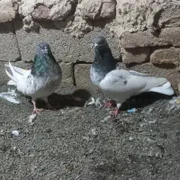 کبوتر|پرنده|ارشق, |دیوار