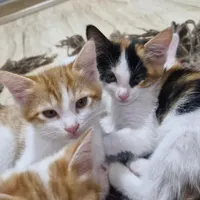 واگذاری بچه گربه