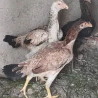 سه عدد مرغ اوشامو فروشی