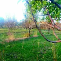 زمین باغی هرباتمانش۷۳ت دریالقوزآغاج|فروش دفتر صنعتی، کشاورزی، تجاری|مرند, |دیوار