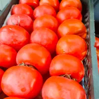 شراکت درمیوه فروشی|استخدام خدمات فروشگاه و رستوران|بندر دیر, |دیوار