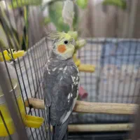 عروس هلندی گلباقالی نر سخنگو