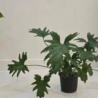 گل برگ انجیری|گل و گیاه طبیعی|اصفهان, باغ دریاچه|دیوار