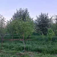 فروش باغ میوه در فیرورق