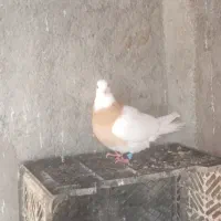 کبوتر طوقی ماده|پرنده|گمیشان, |دیوار