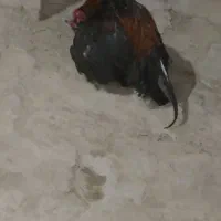 مرغ خروس میانوالی