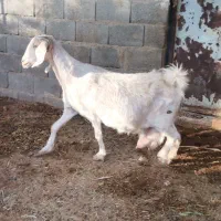 بز دو رگ پاکستانی ابستن سنگین دوقلوزا نزدیک|حیوانات مزرعه|طبس, |دیوار