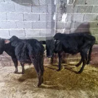 گوساله نر چالوسی یا گاو نر دو راس