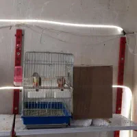 طوطی مولد ب شرط گرین چیک عروس هلندی شاه طوطی